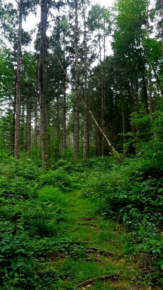 Oakley Corners State Forest