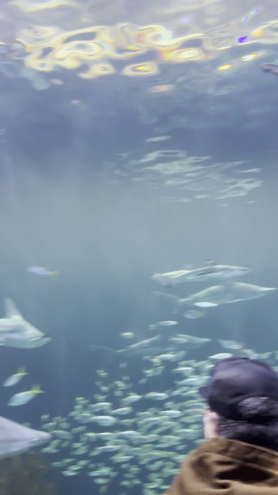 Shedd Aquarium