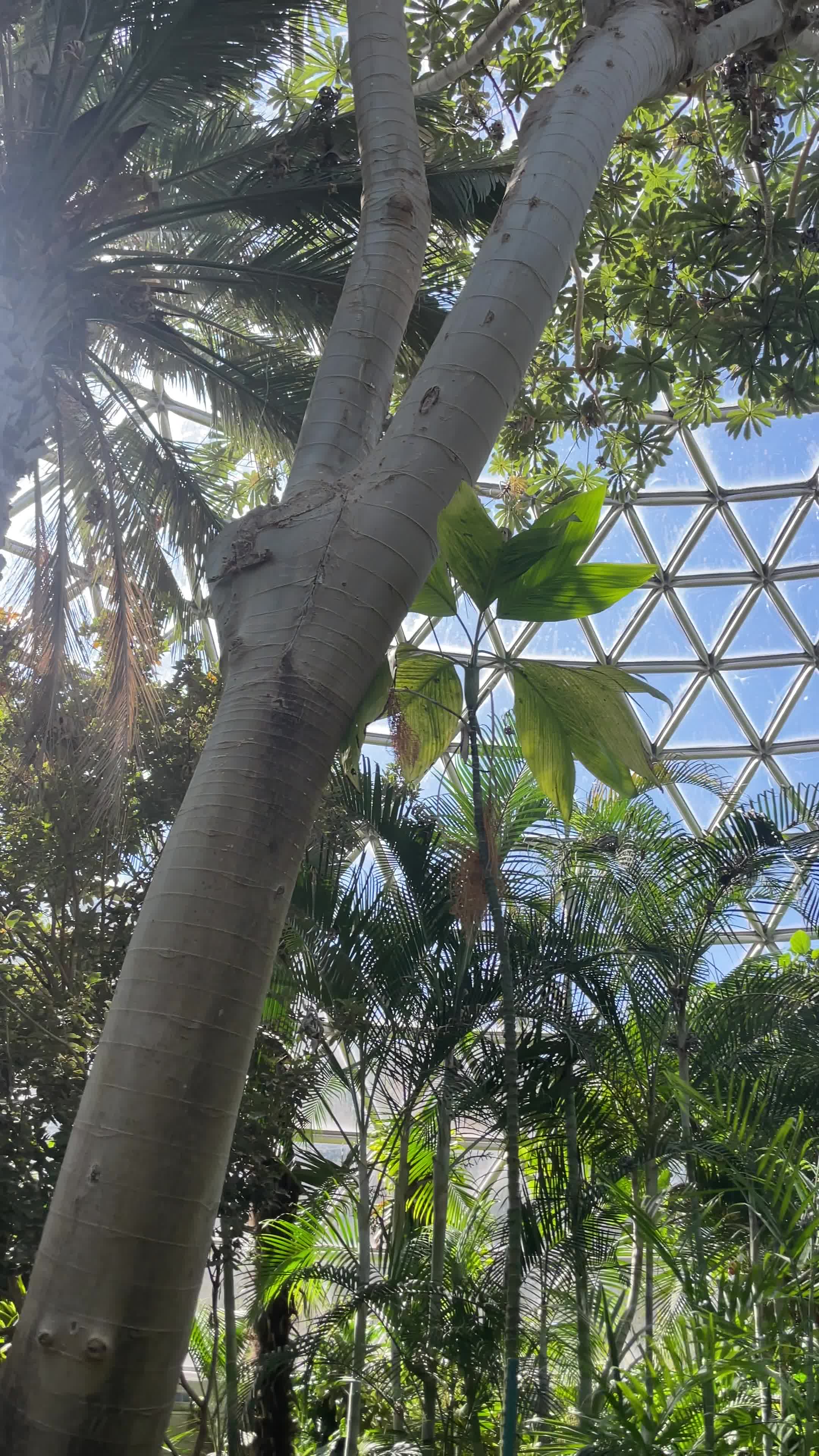 Bloedel Conservatory