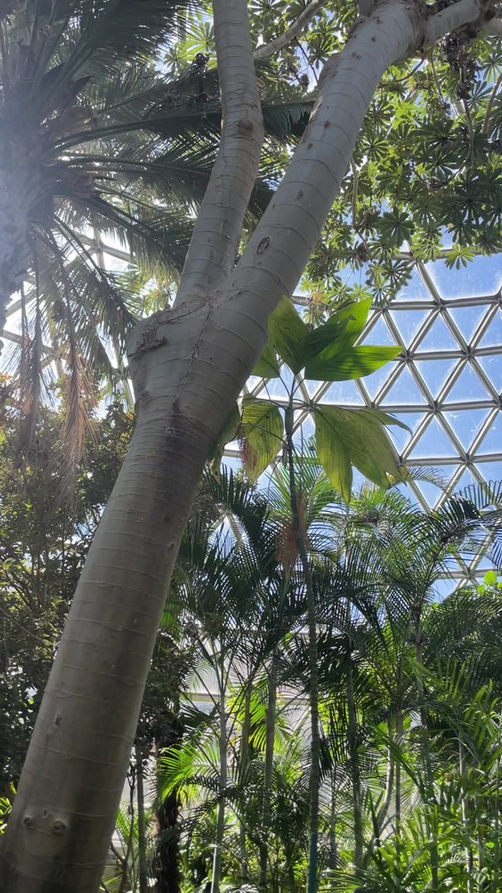 Bloedel Conservatory