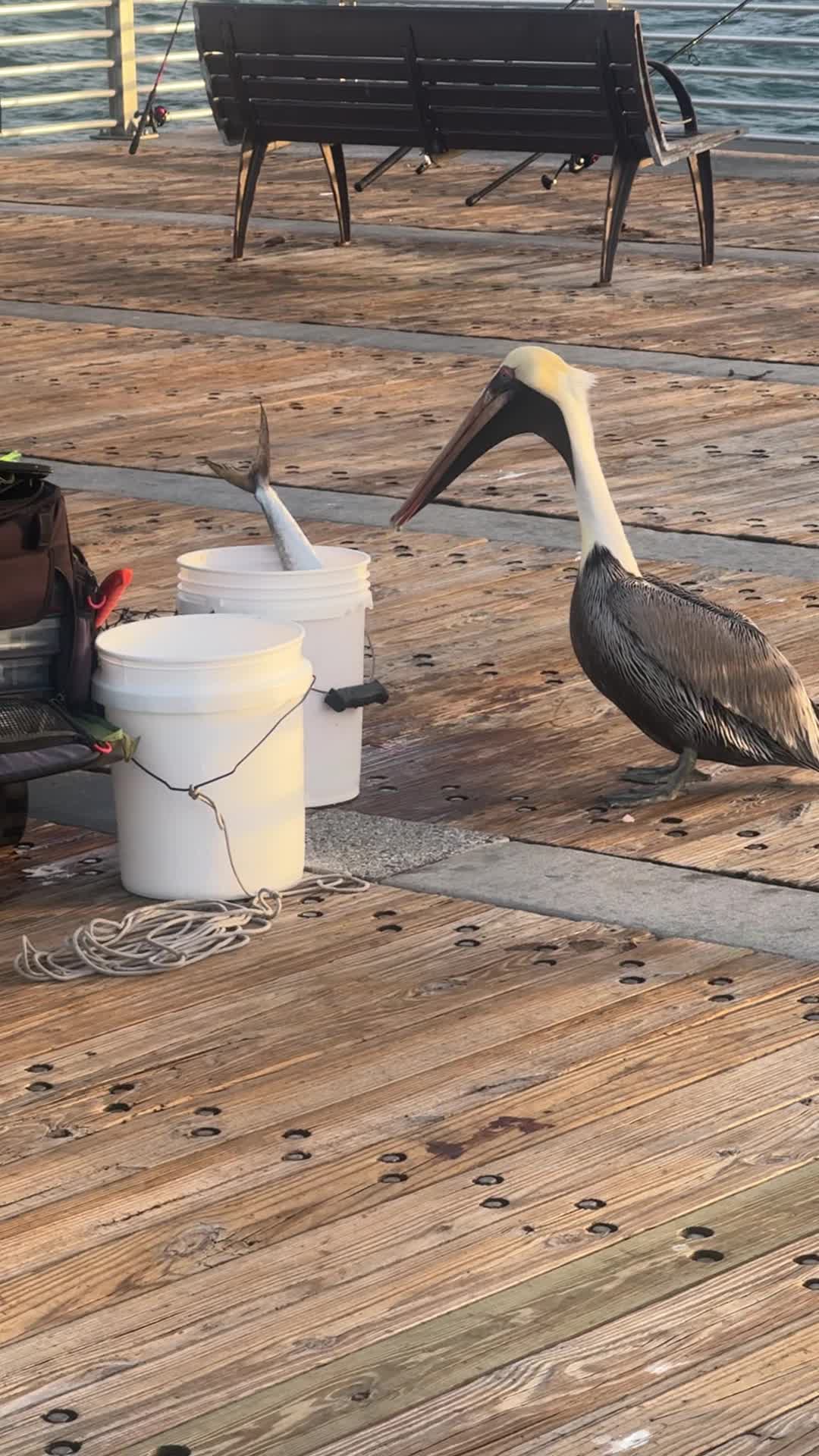 Video review of Pompano Beach