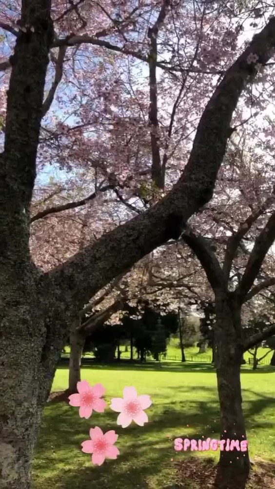 Cornwall Park
