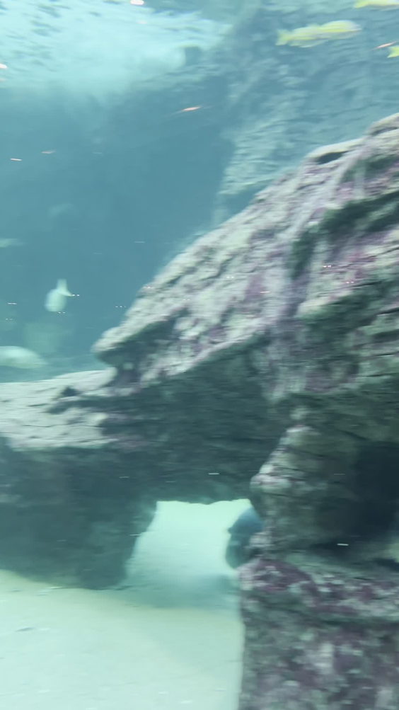 Sea Fisheries Research aquarium