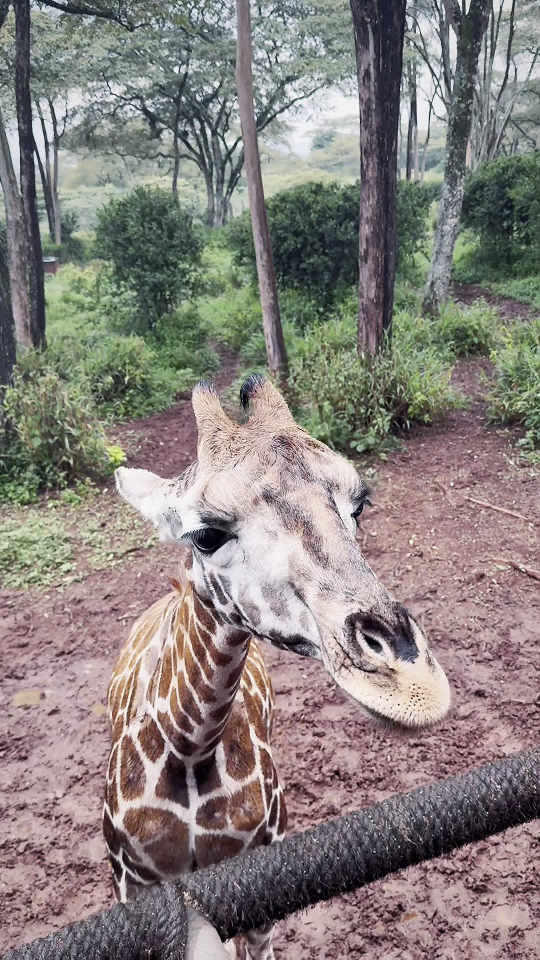 Video review of Nairobi Giraffe Centre
