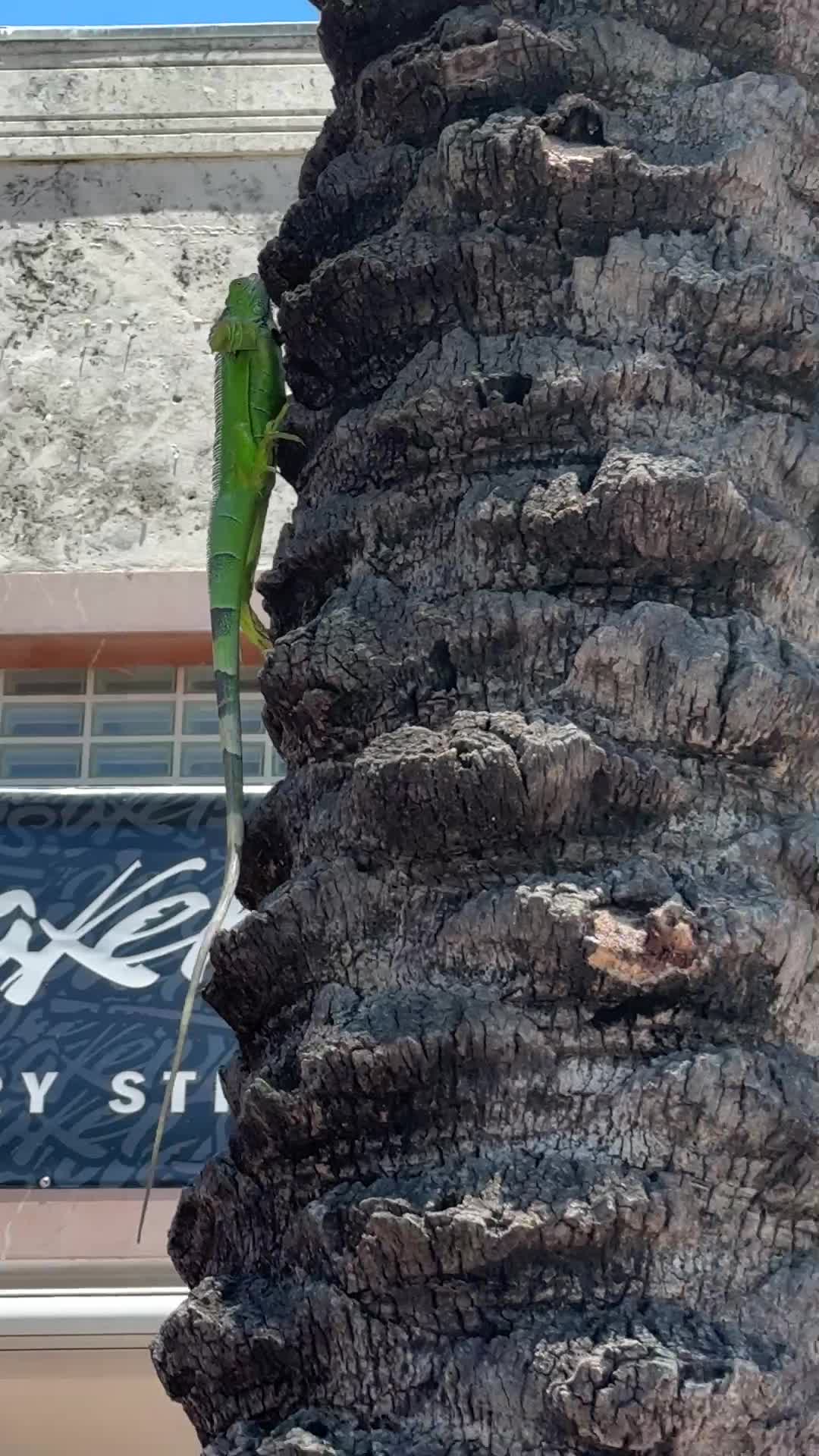 Video review of Lincoln Road Mall