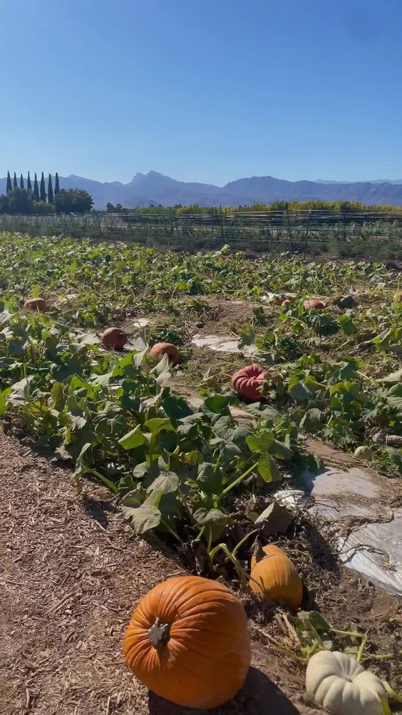 Gilcrease Orchard