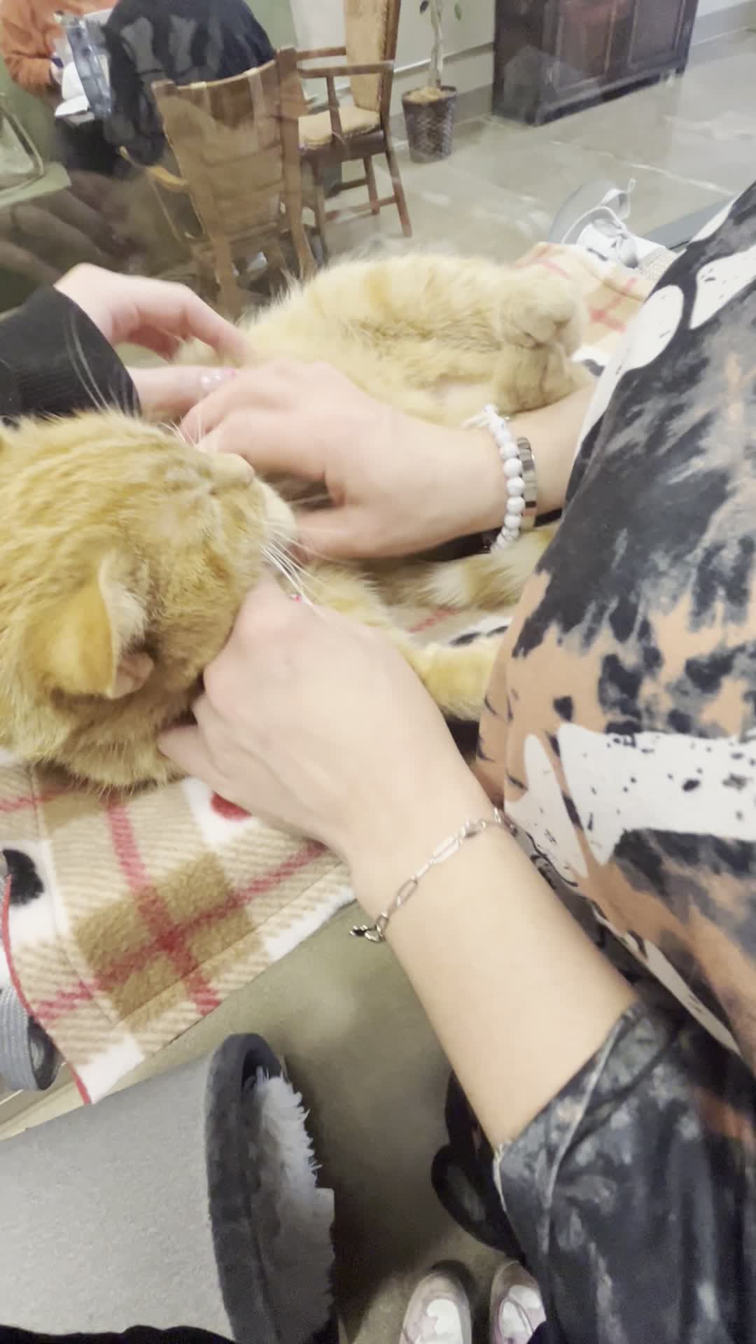 Black Forrest Cat Cafe