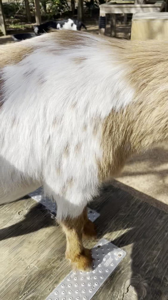 Jacksonville Zoo - Trout River Grill