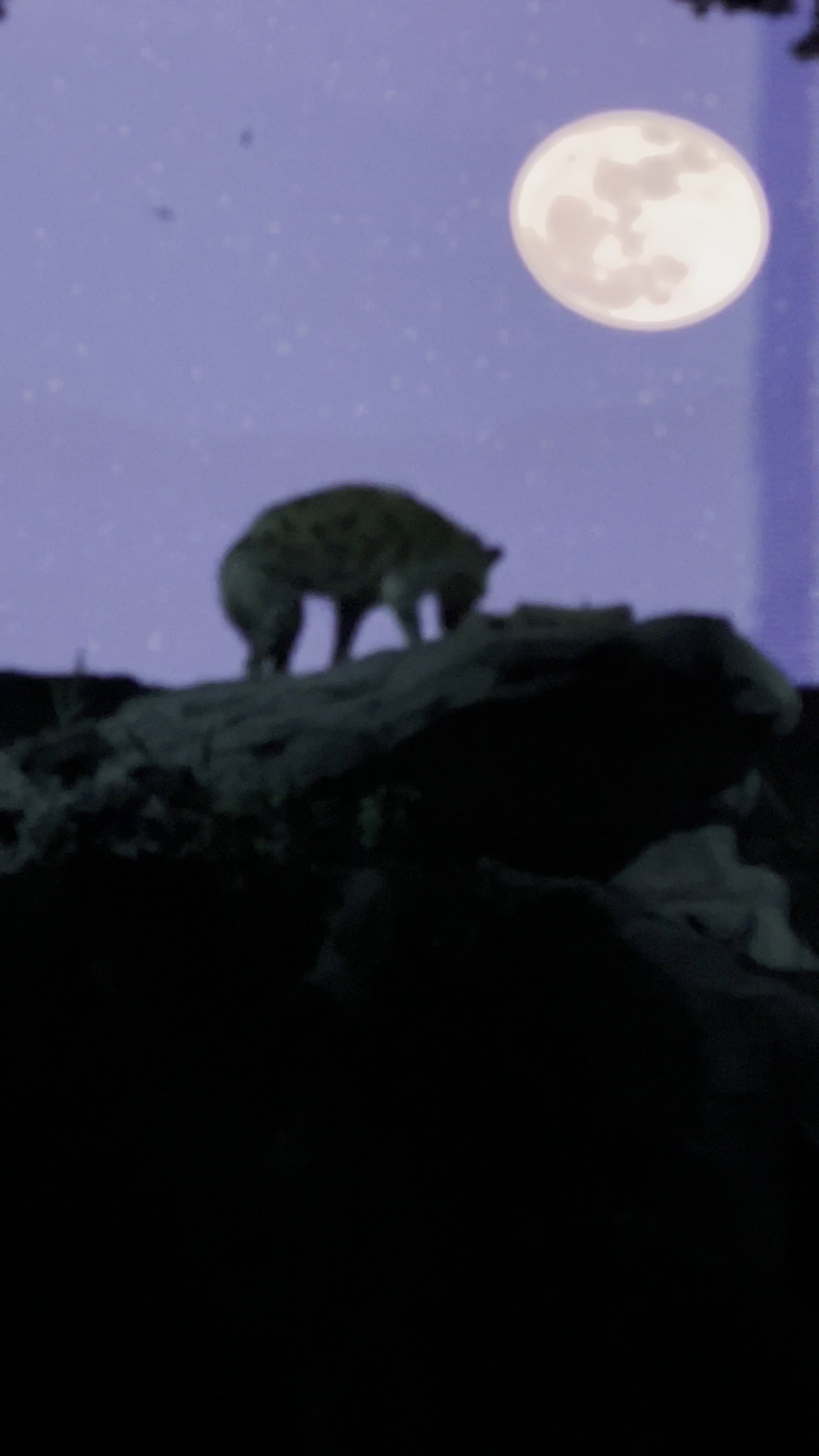 Video review of Night Safari