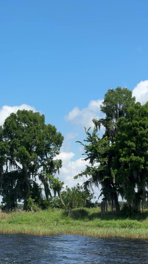 Wild Florida Airboats & Gator Park