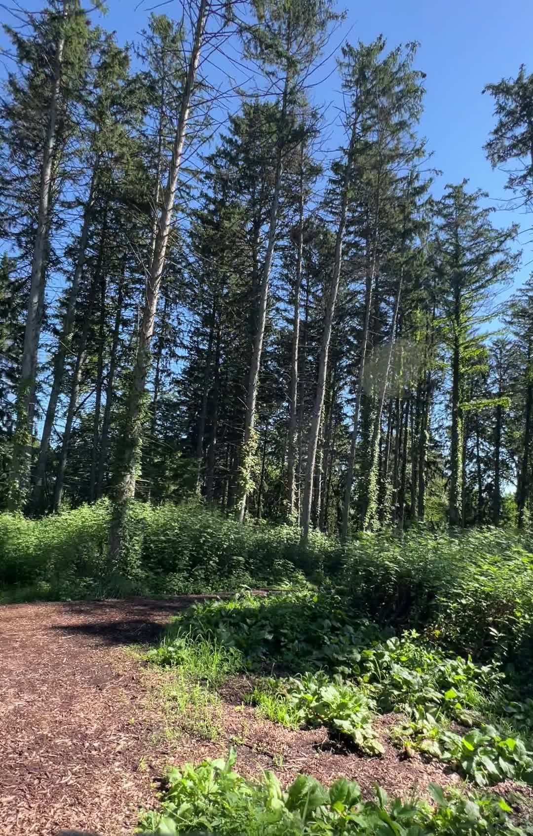 The Morton Arboretum