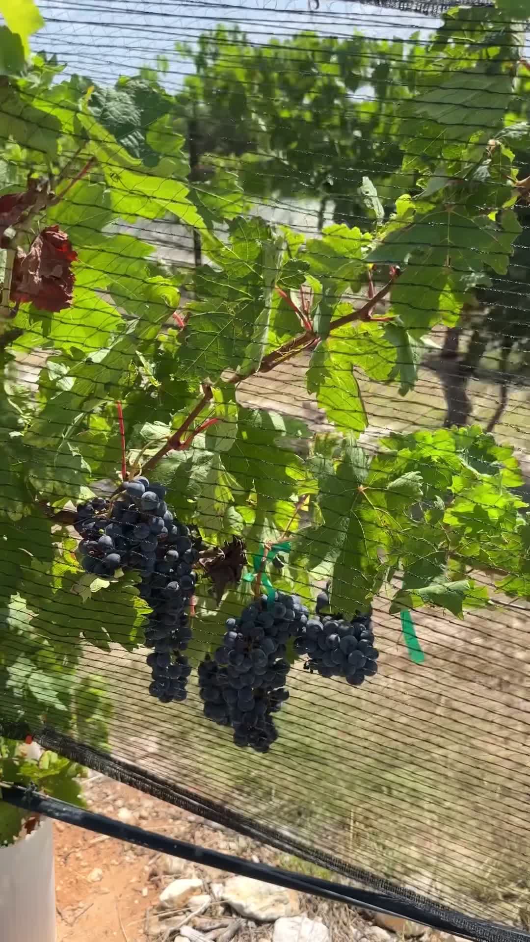 Valley Mills Vineyards Winery