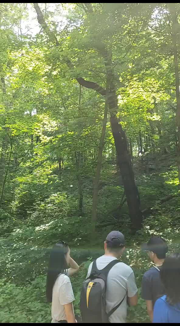 Swallow Cliff Stairs