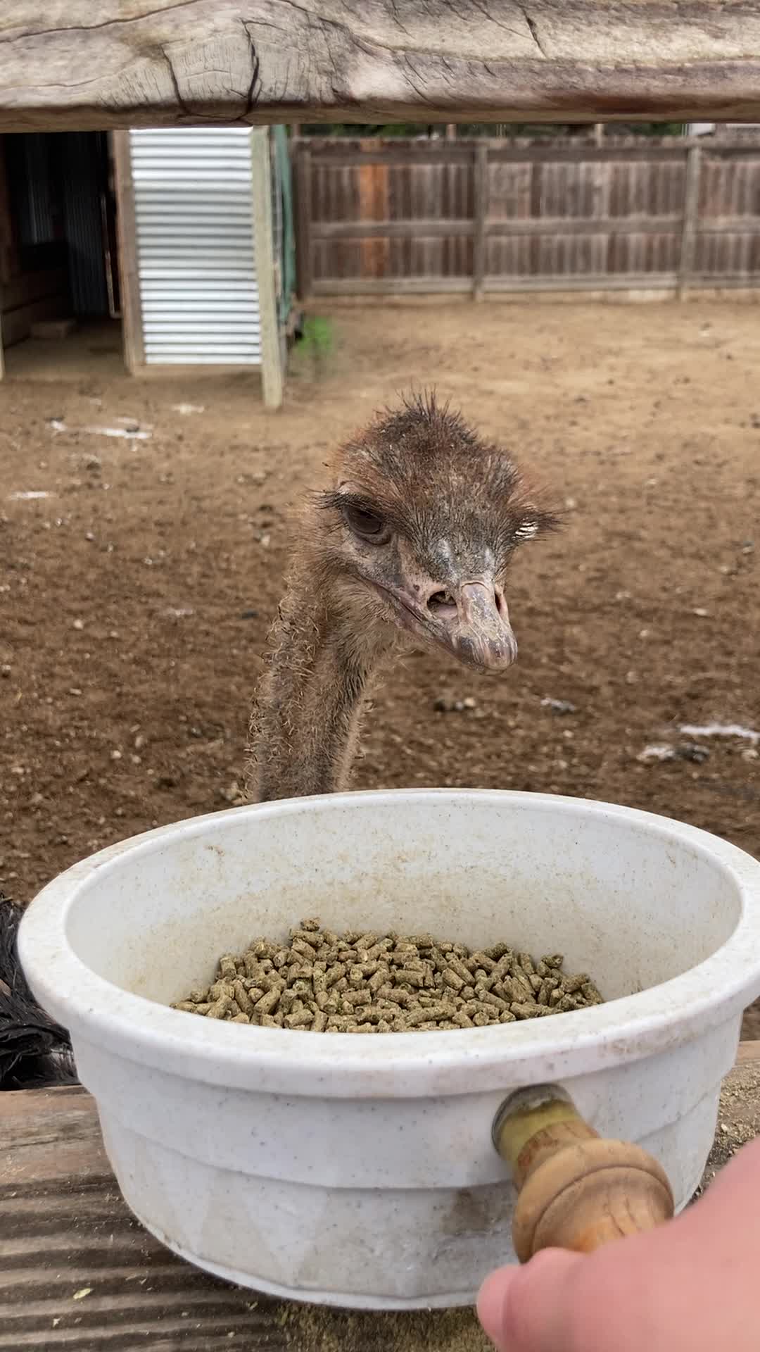Ostrichland USA