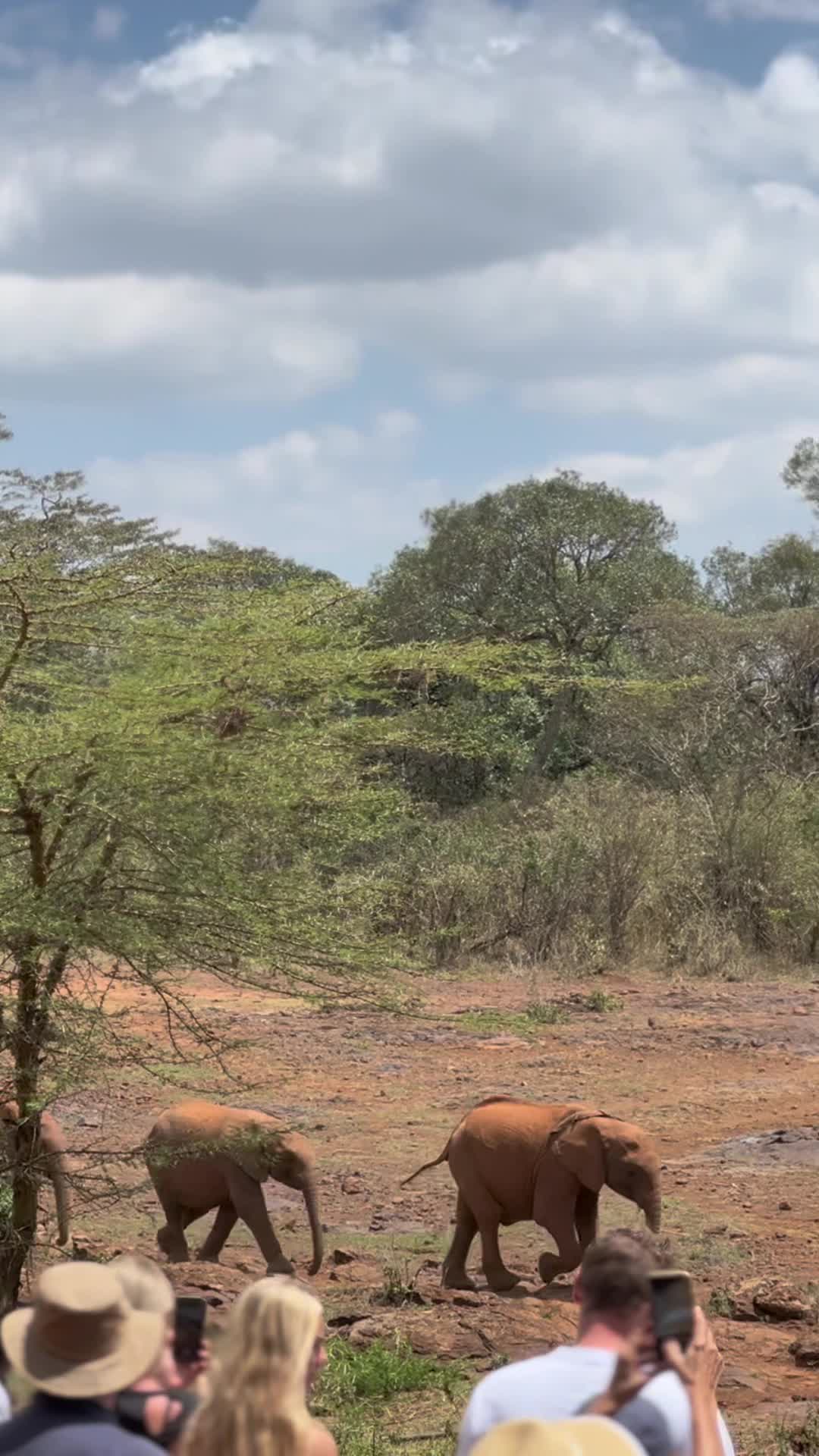 The David Sheldrick Wildlife Trust