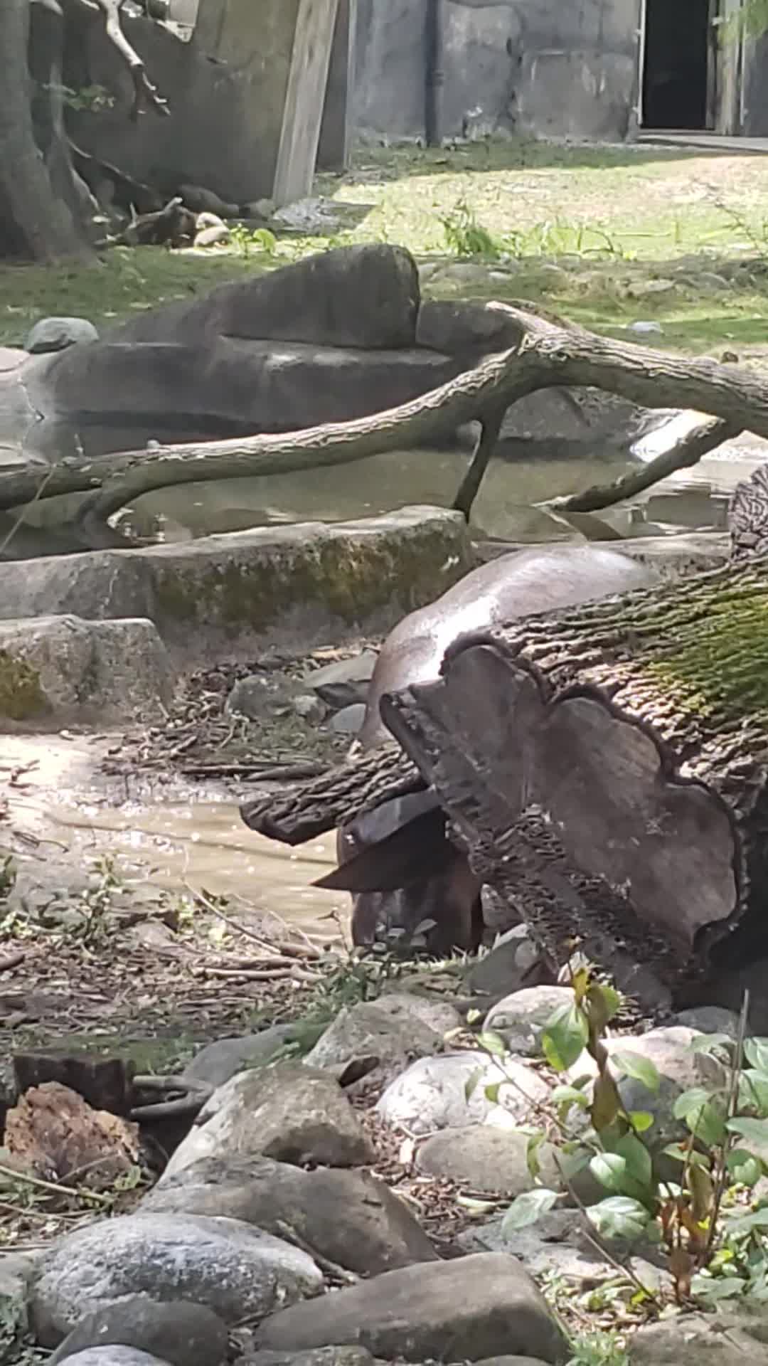 Brookfield Zoo