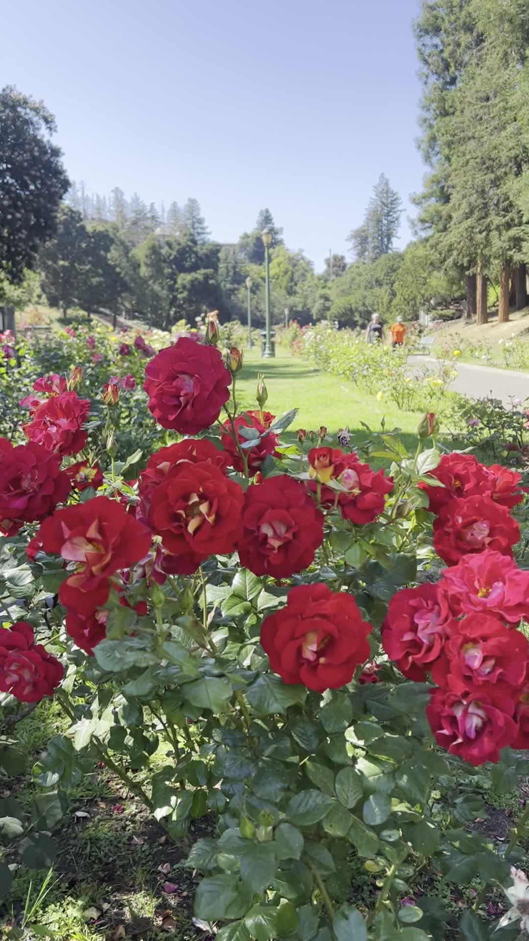 Video review of Morcom Rose Garden