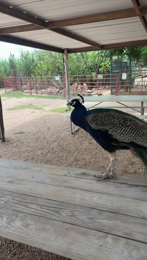 Topsey Exotic Ranch