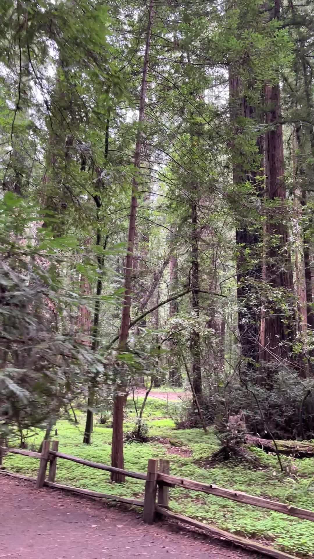 Roaring Camp Railroads