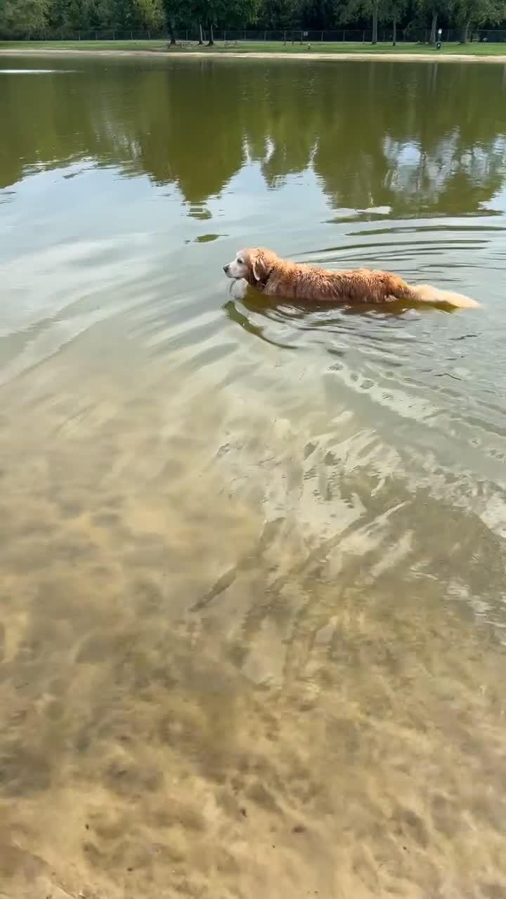 bow wow beach