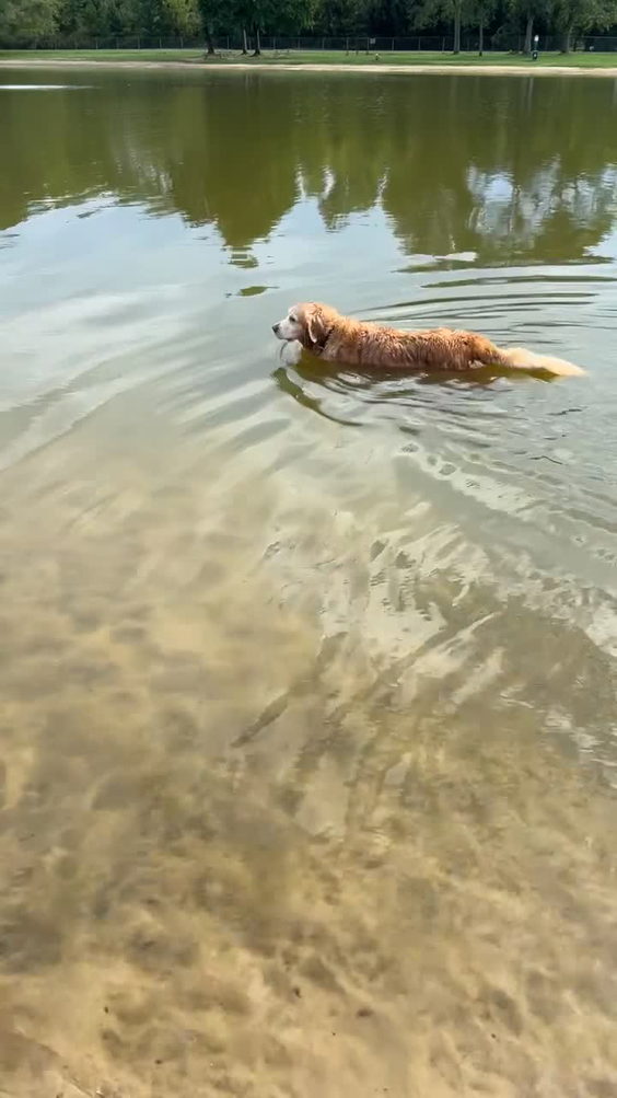 bow wow beach