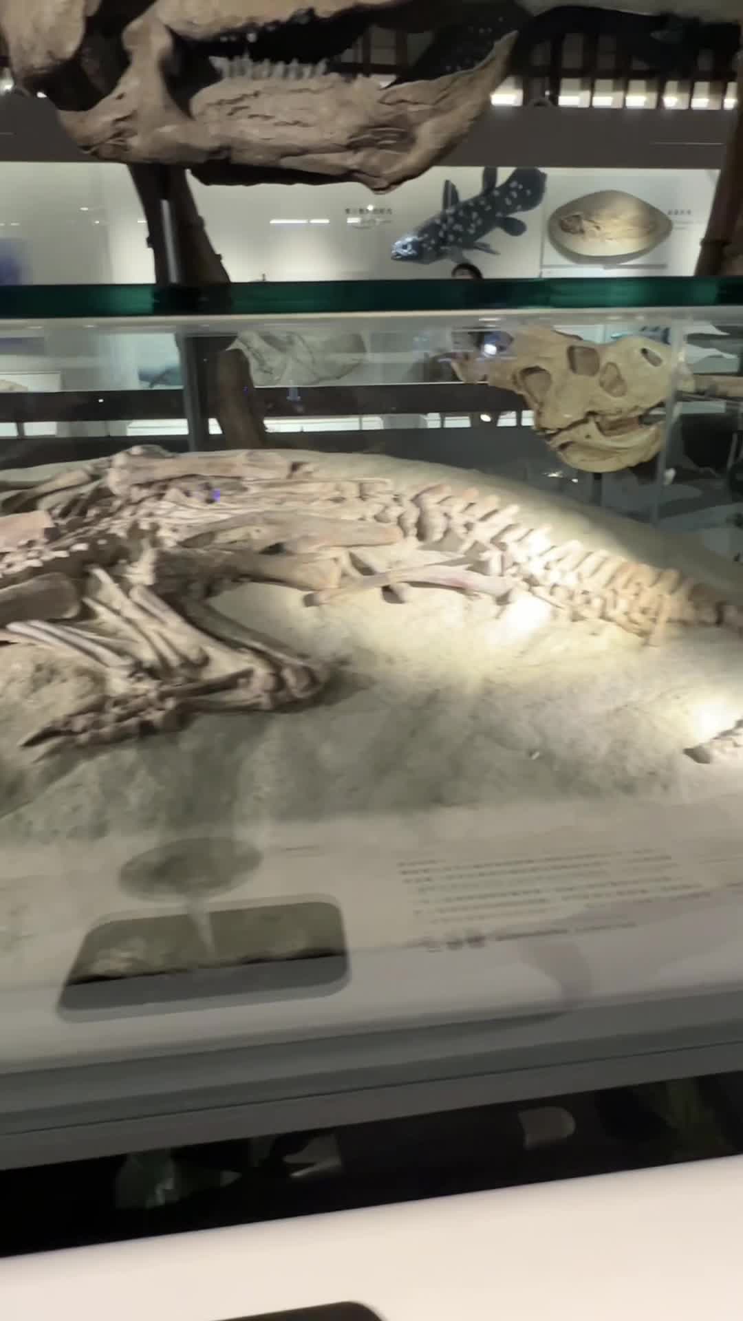 National Taiwan Museum - Paleontology Hall (Taiwan Museum Soil and Silver Exhibition Hall