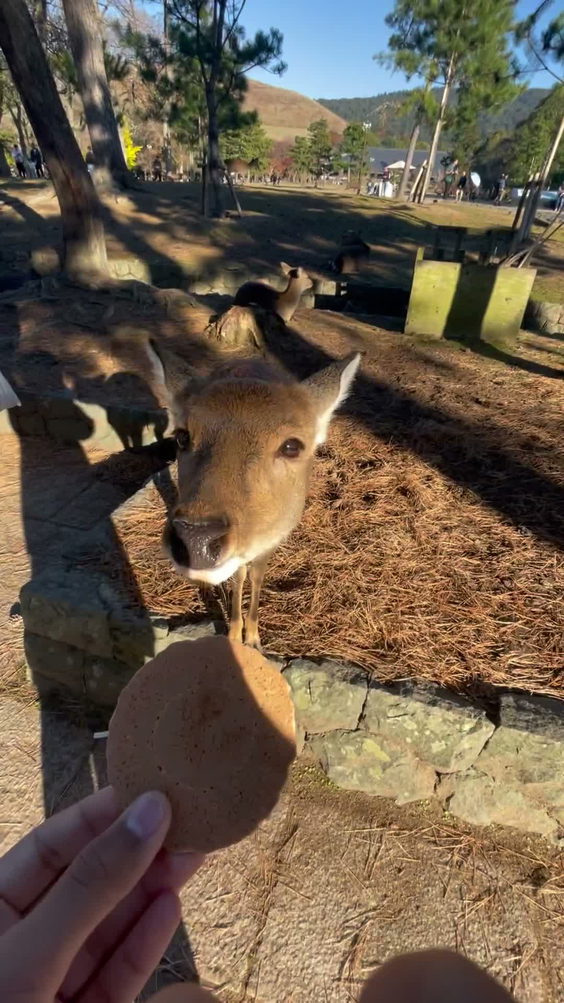 Nara Park