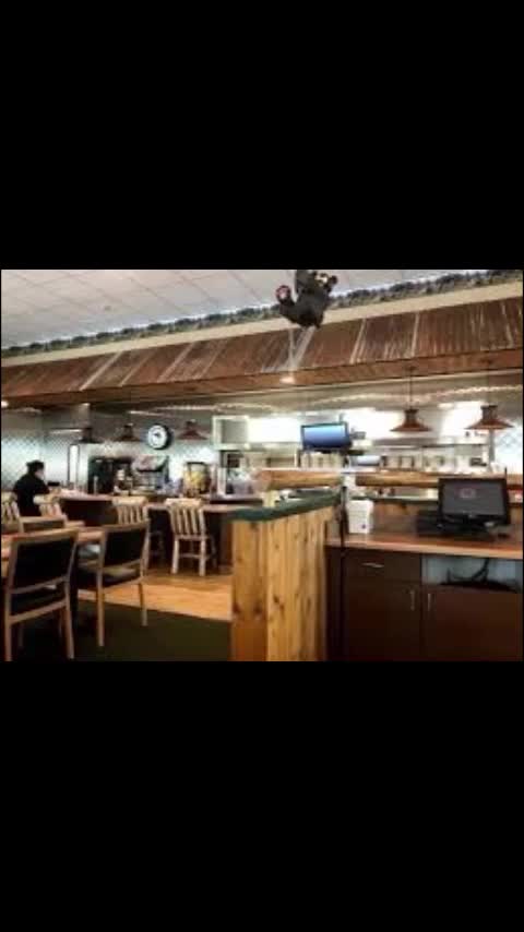 Black Bear Diner