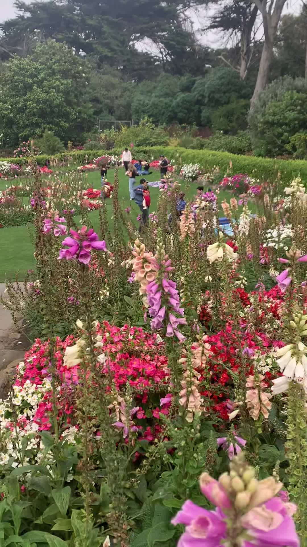 Queen Wilhelmina Tulip Garden