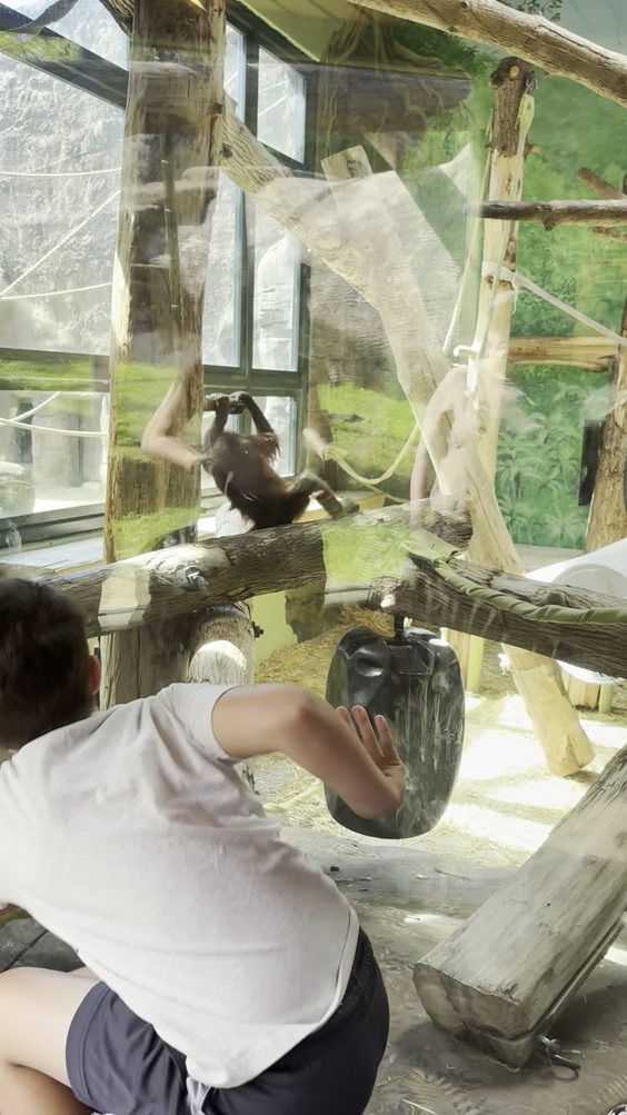 Primates Exhibit