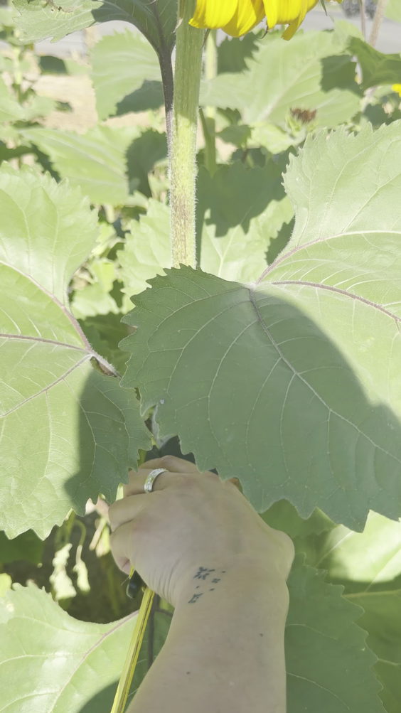 Gilcrease Orchard