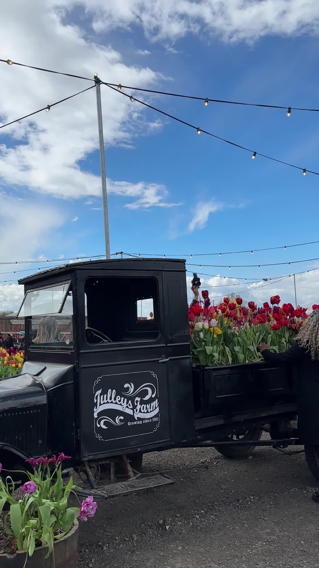 Tulip farm