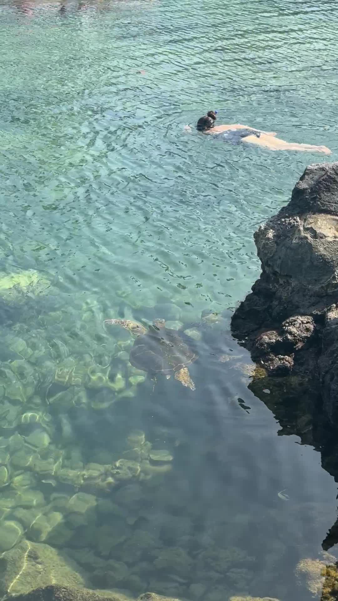 Video review of The Lagoon