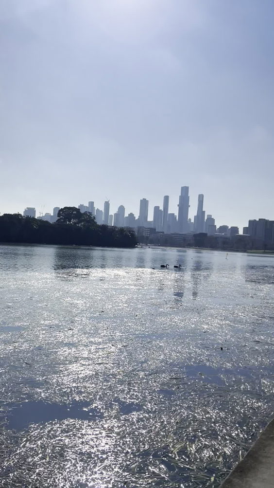 Albert Park Lake