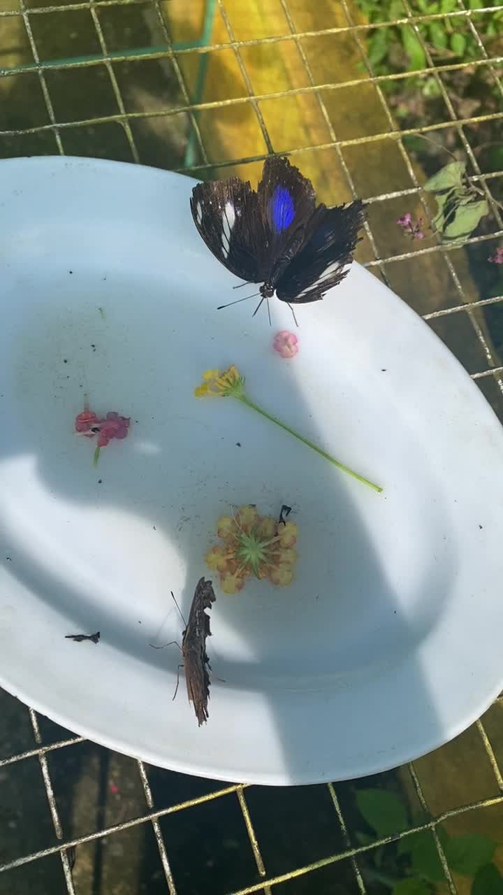 Video review of Butterfly Garden, Habitat Bohol