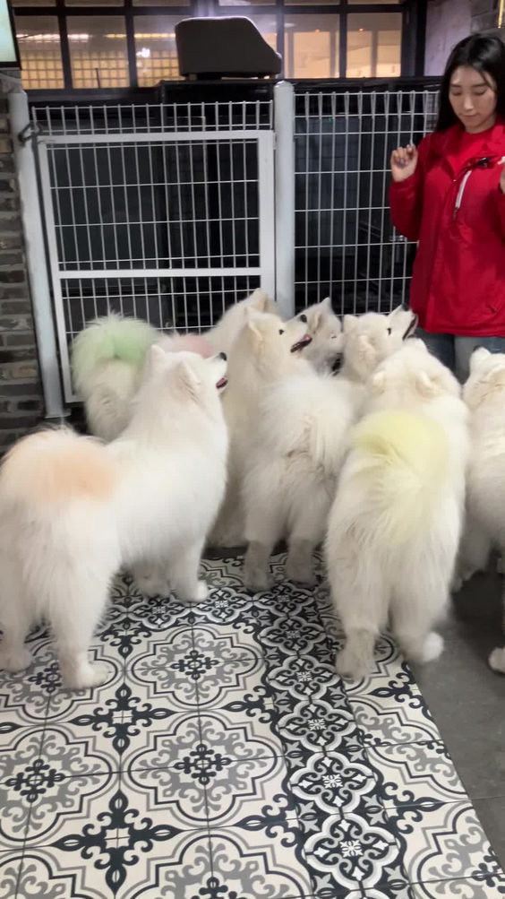겨울이머무는집 - Samoyed Cafe