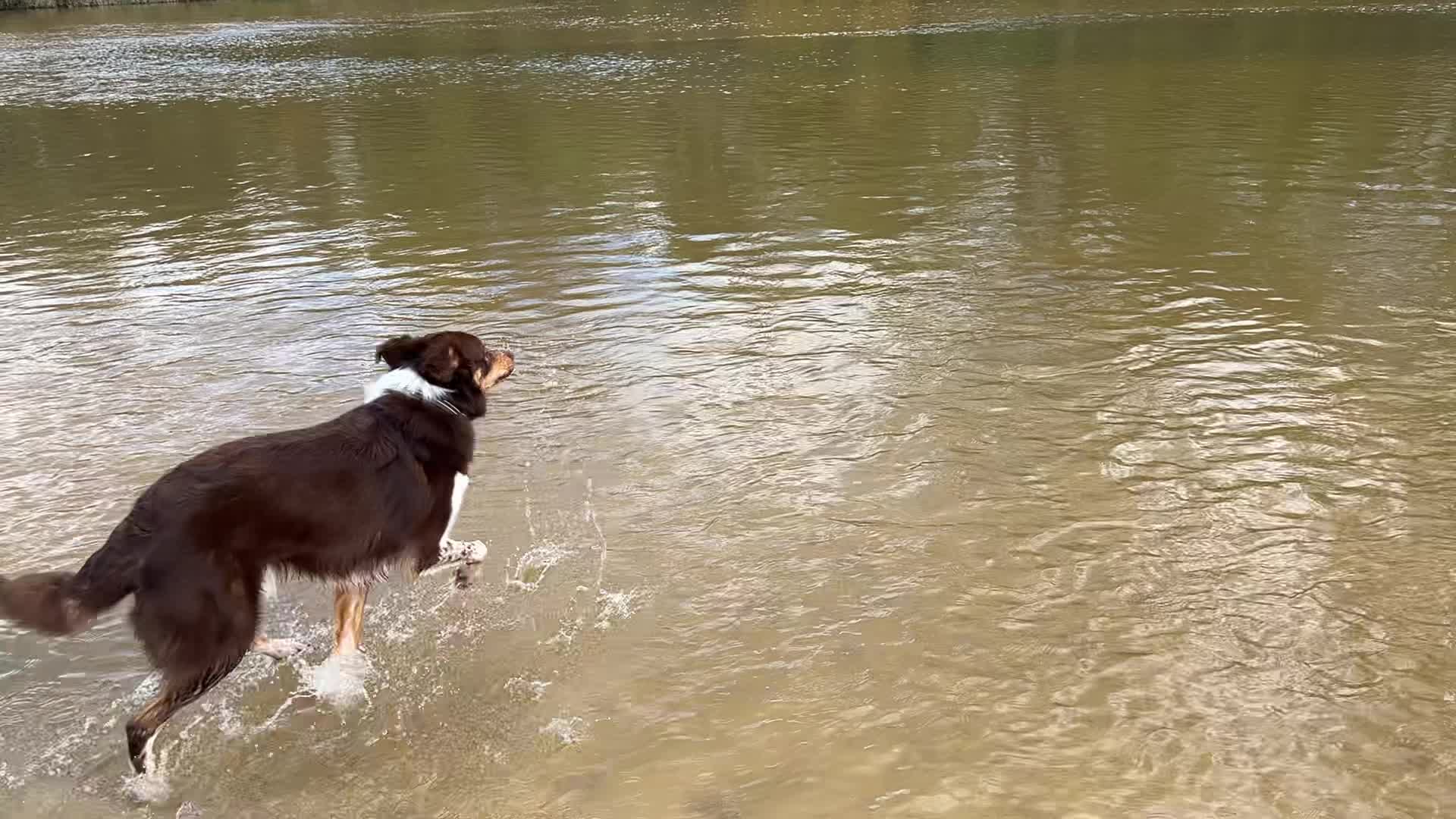 Pundt Dog Park