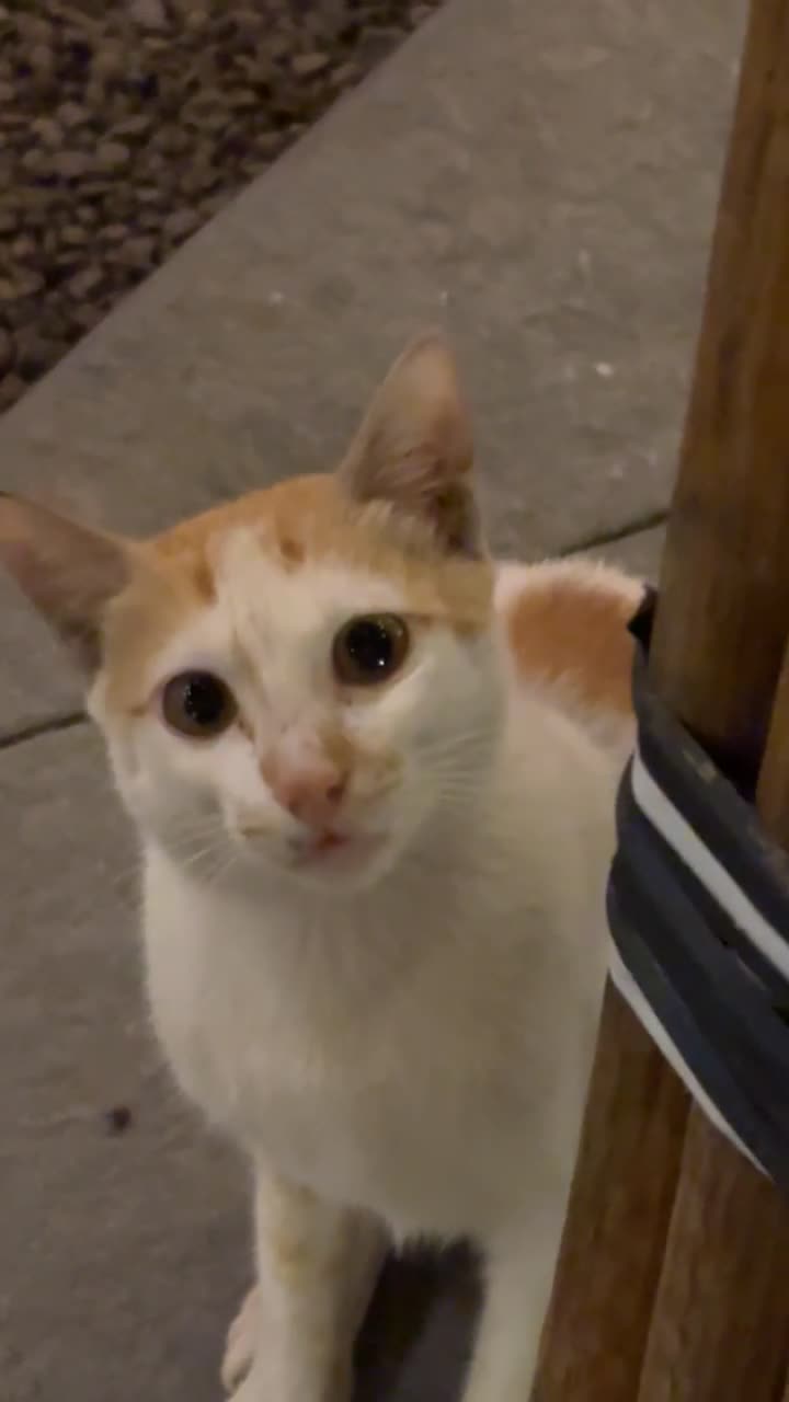 Video review of The Spicy Venue