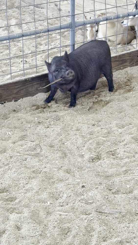 Rose Valley Animal Park