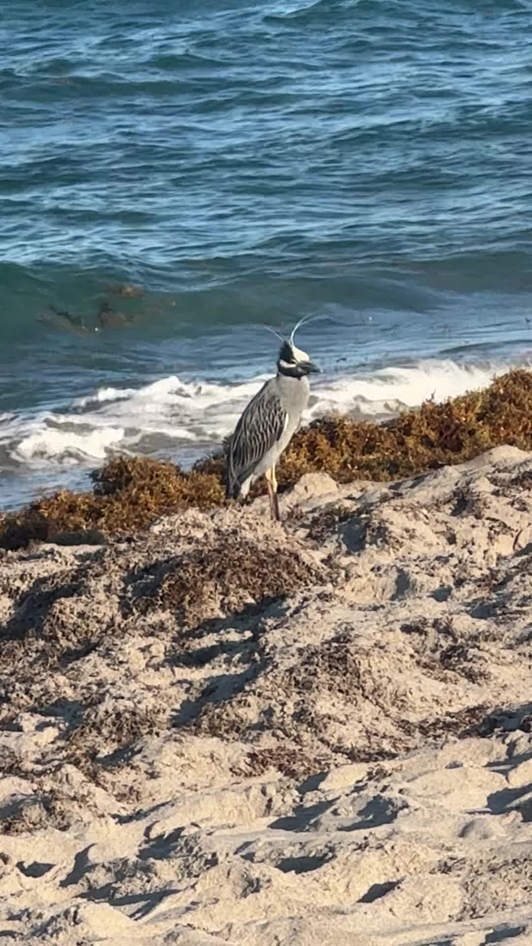 Fort Lauderdale Beach