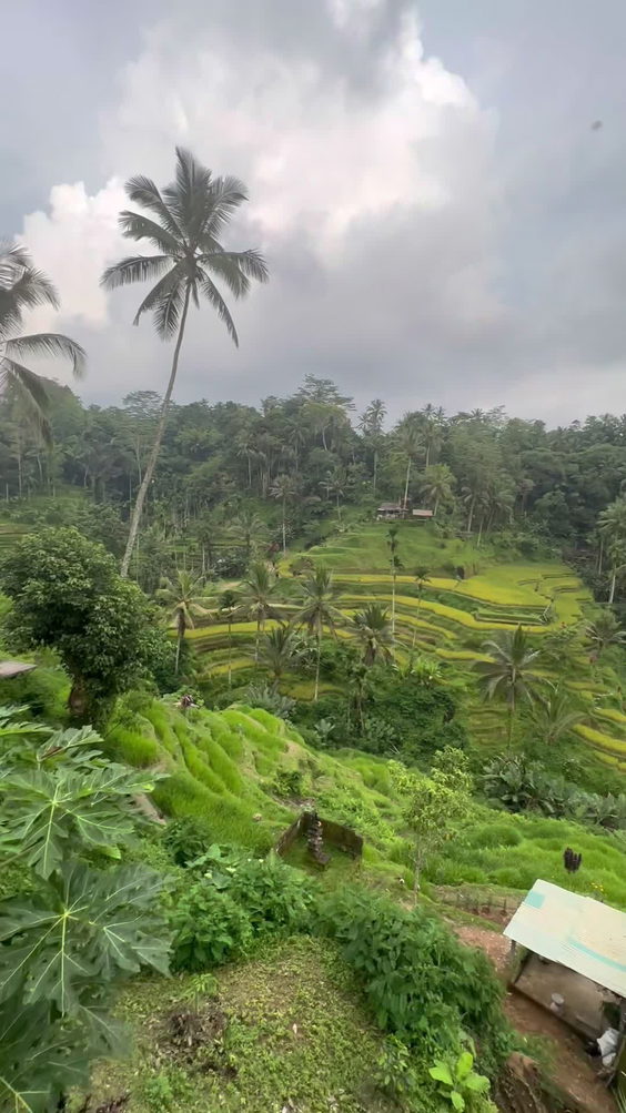 Tegallalang Rice Terraces
