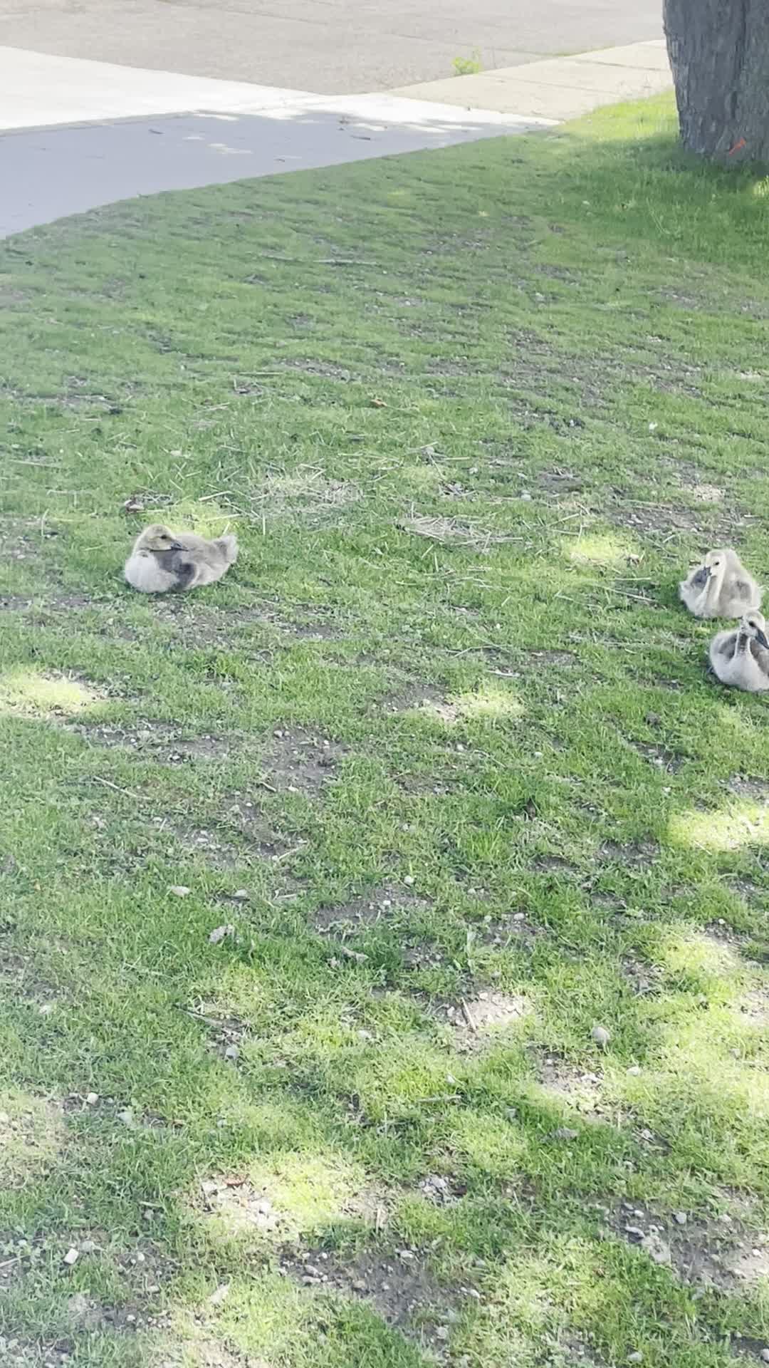 Video review of Belle Isle Park