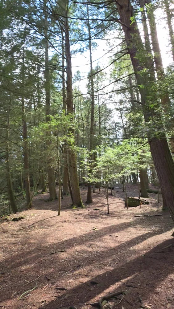 Salt Springs State Park