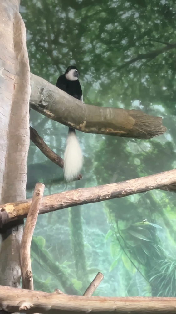 Helen Brach Primate House