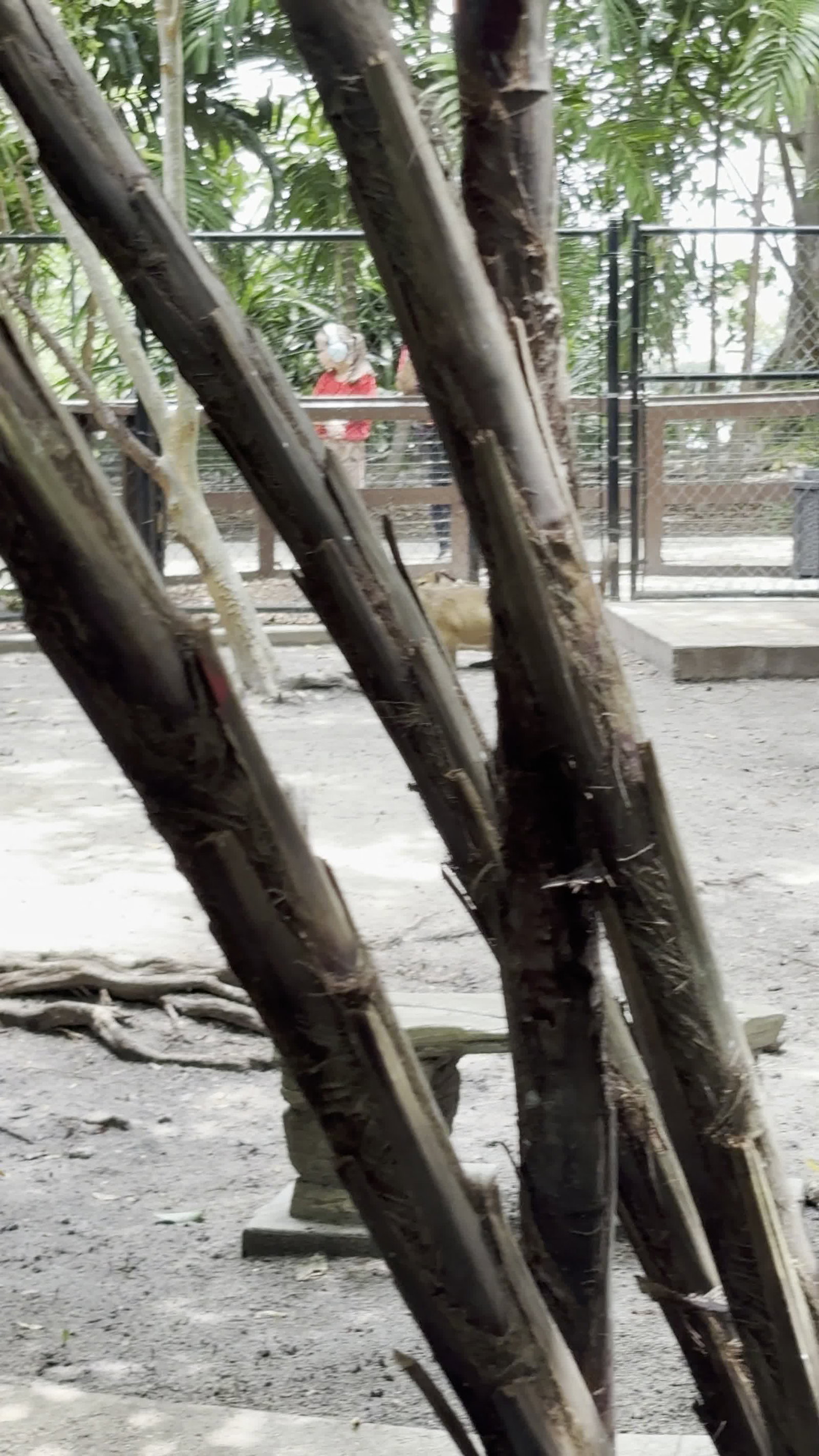 Video review of Jungle Island
