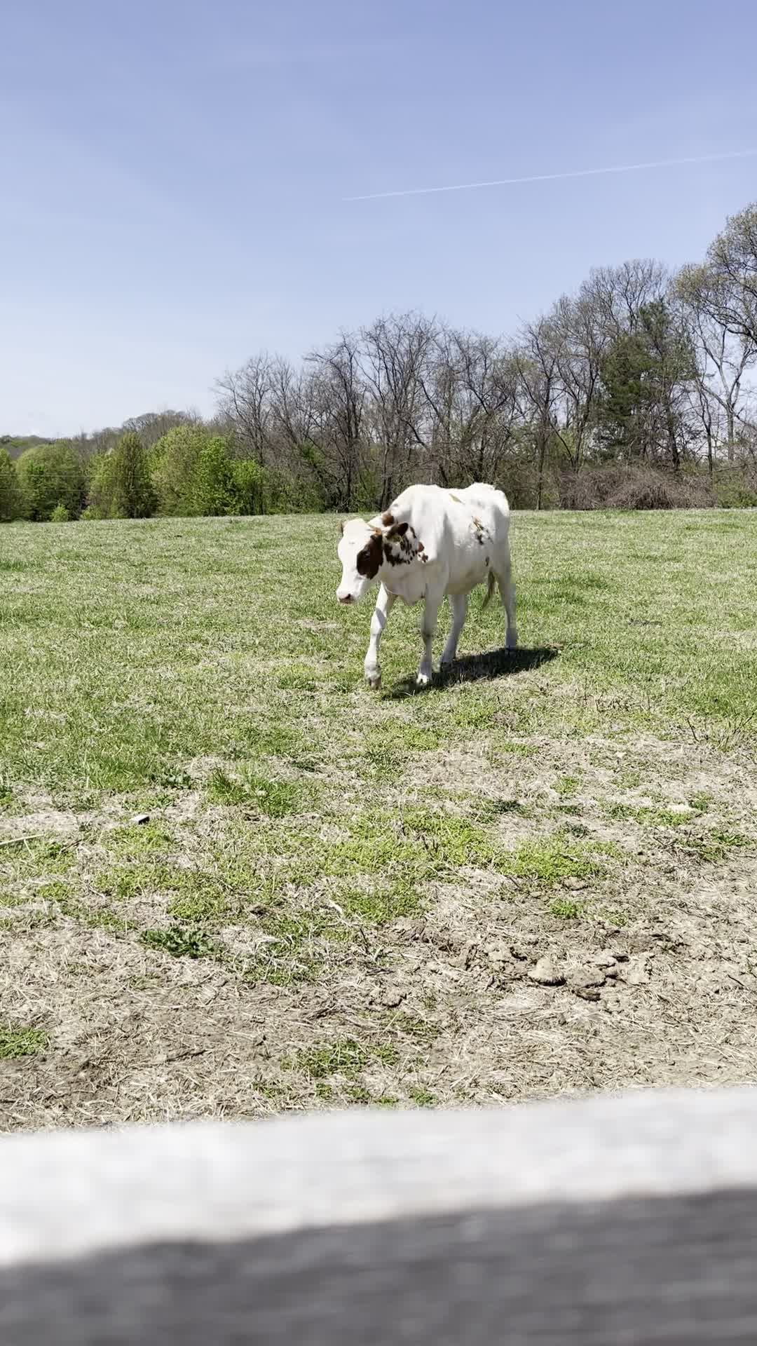 Kinder Farm Park