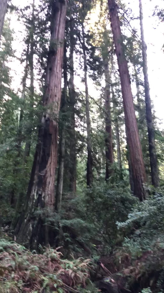 Samuel P. Taylor State Park