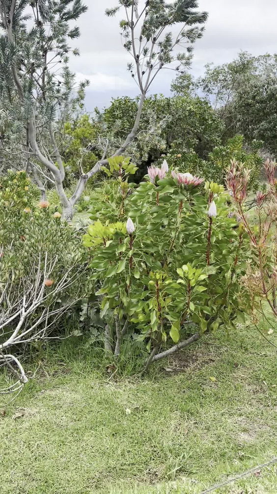 Ali'i Kula Lavender