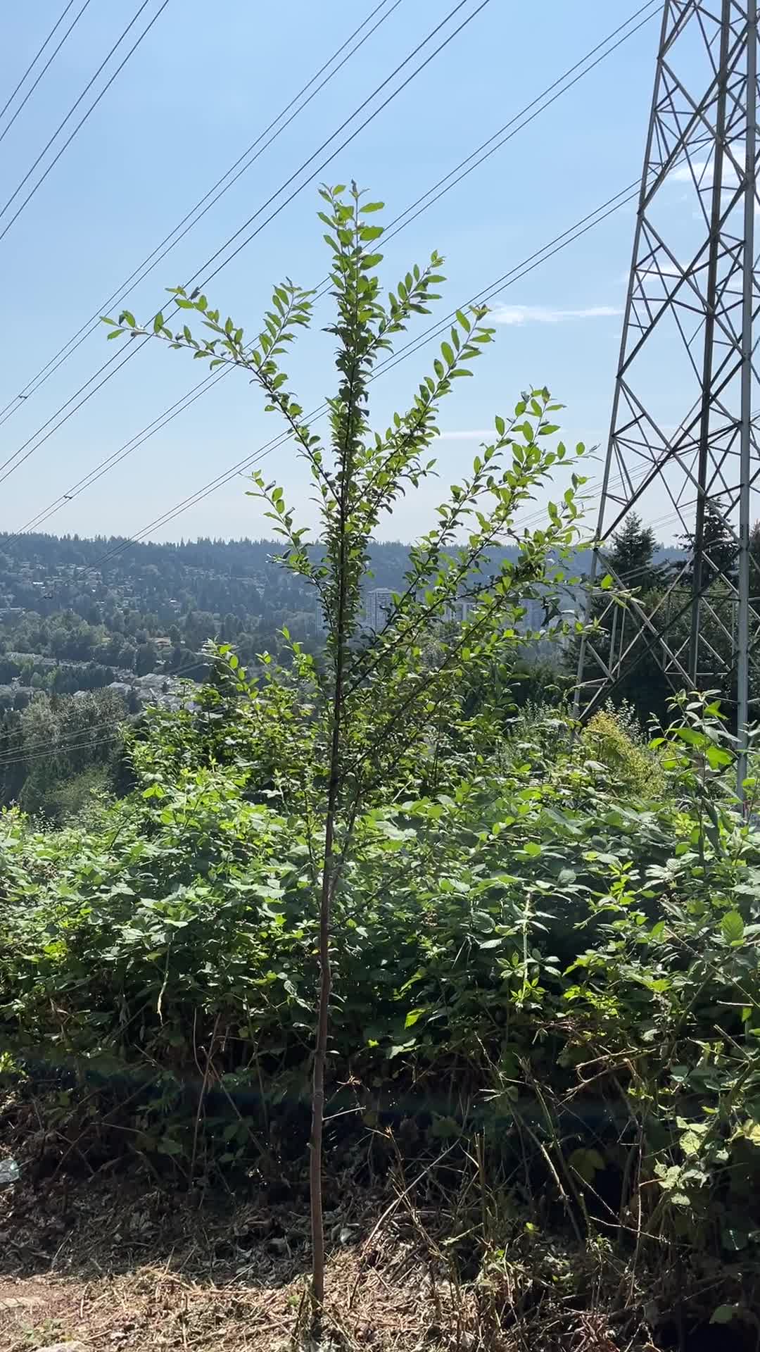 Coquitlam Crunch Trail