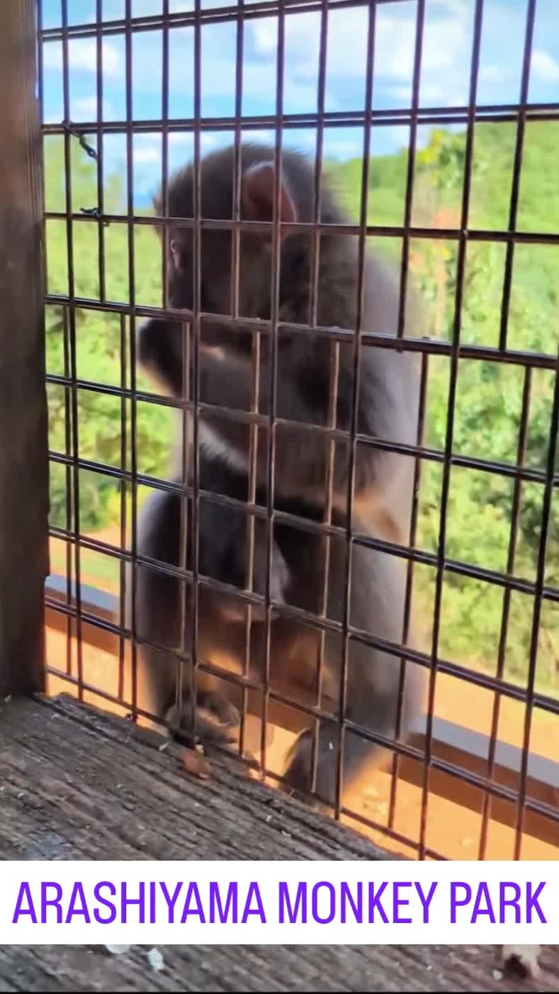 嵐山モンキーパーク いわたやま (Monkey Park Iwatayama)